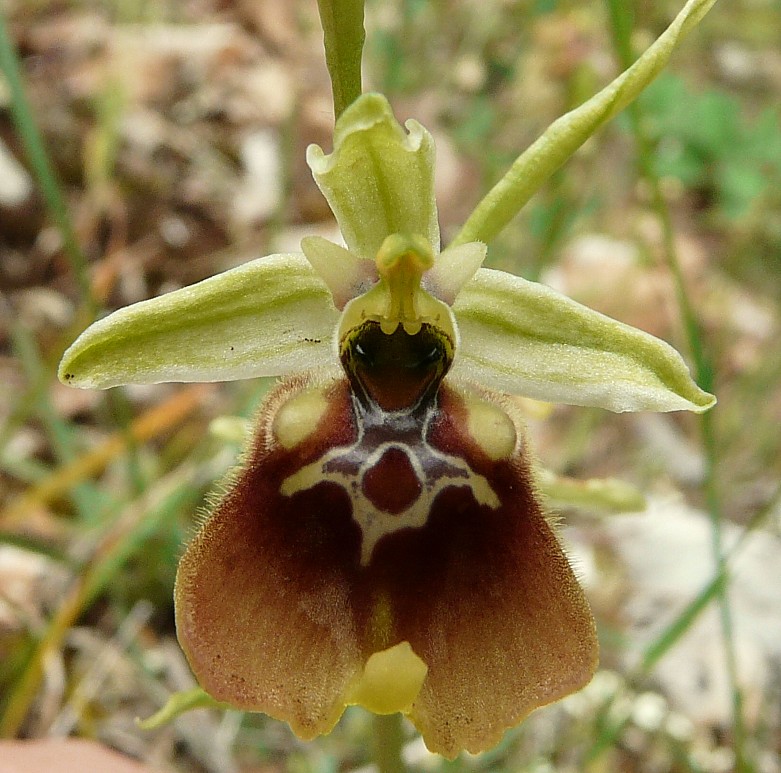 Ibrido: Ophrys fuciflora x O. lacaitae